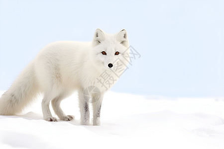 冬日的白狐图片