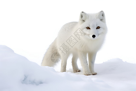 雪地的白狐狸图片