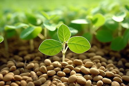 土壤里发芽的豆子背景图片