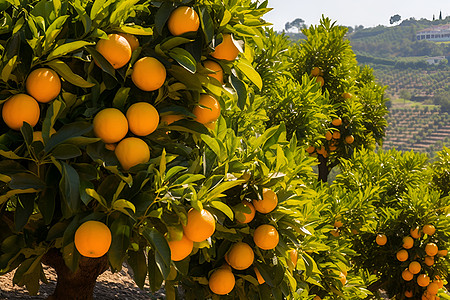 果园里的橙子树图片