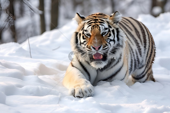 冰雪中的猛虎图片