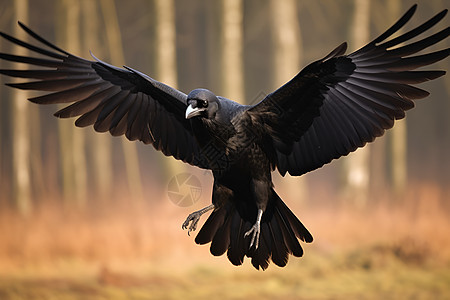 展开翅膀的乌鸦背景图片