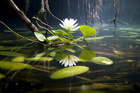 湖心漂浮的白花背景图片