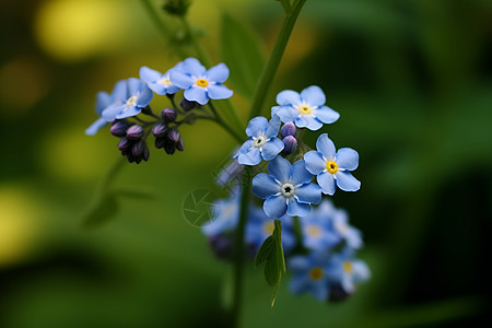 蓝色的野花图片