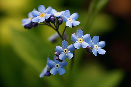 草地上的蓝色野花图片