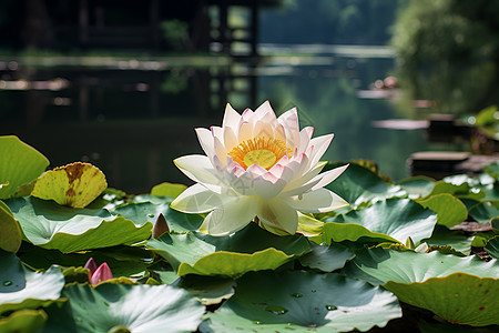 湖上白莲花盛开图片