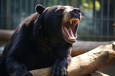 黑熊咆哮背景图片
