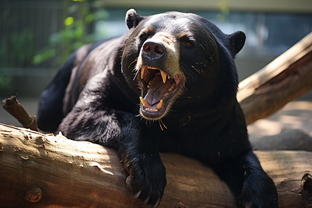 黑熊趴在一根木头上图片