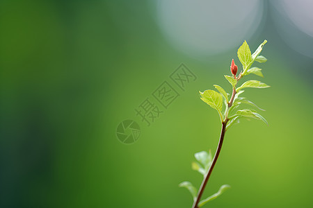 初夏生机的绿叶背景图片