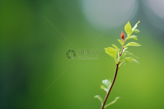 初夏生机的绿叶图片