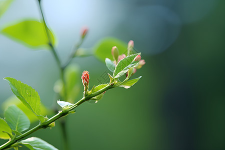 枝头的花骨朵图片