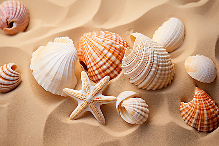 沙滩上的贝壳与海星背景图片