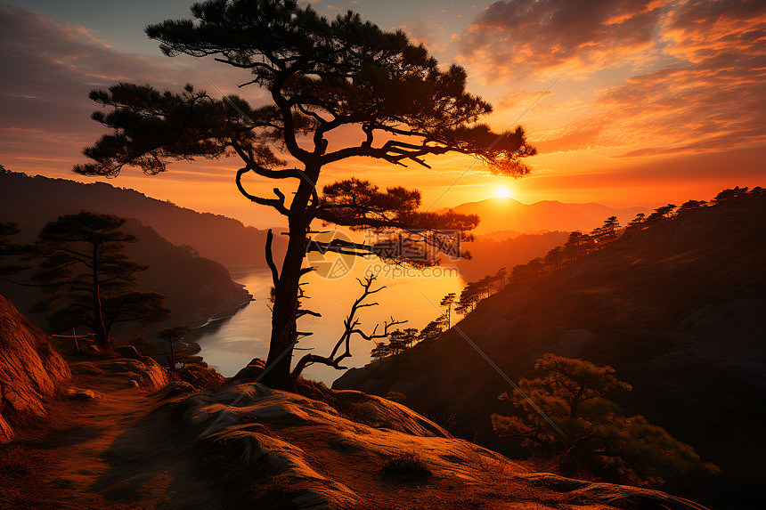 夕阳下山顶的大树图片