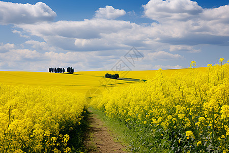 金黄色的田野背景图片