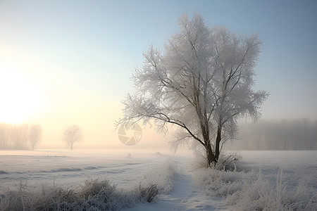 树木上的冰雪图片