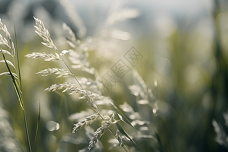 青绿的小麦植物图片