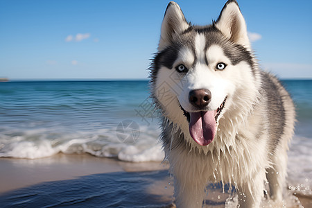 阳光海滩上一只狗图片
