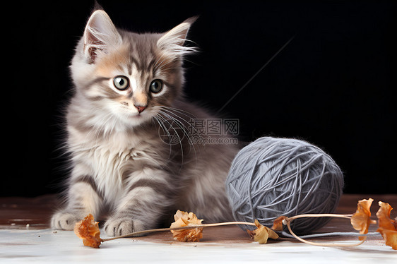 毛绒球和猫咪图片
