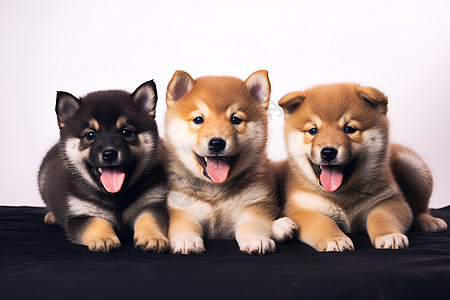 三只可爱的狗狗背景图片