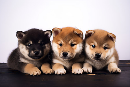 三只小柴犬坐在一起背景图片