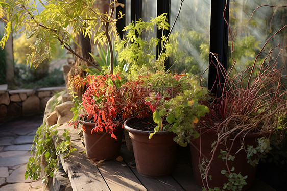 花园里的植物图片