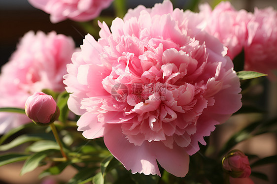 一张近拍的粉色花朵图片