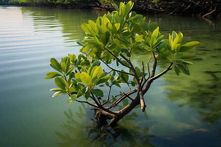 湖中树木背景图片