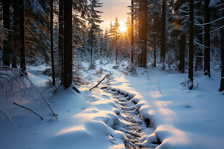 冬日山林的阳光图片