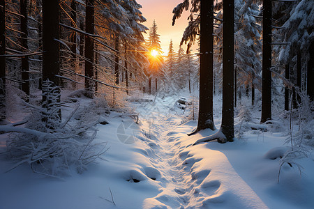 阳光下的冬日之路图片