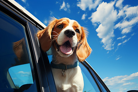 宠物旅行狗狗乖巧伸头探出车窗背景