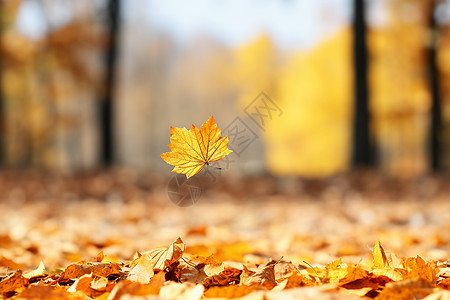 秋天金黄的落叶背景图片