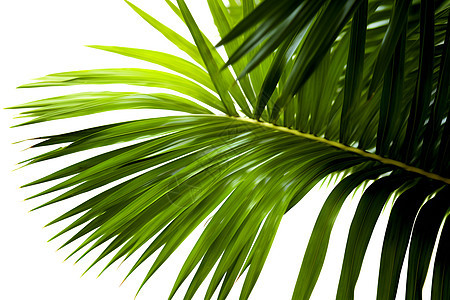 绿色的棕榈叶背景图片