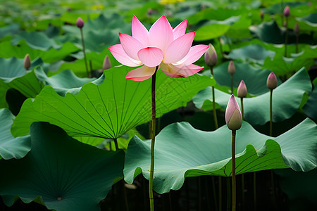 粉色莲花背景图片