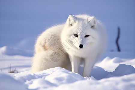 白狐在雪中图片