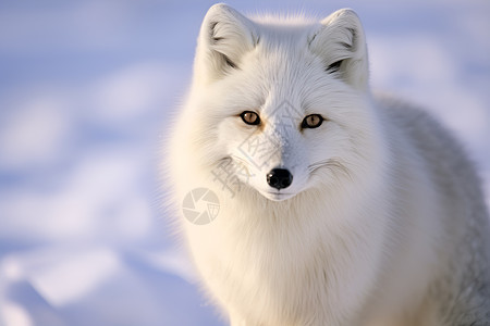 白色狐狸图片