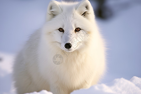 狐狸logo雪中的白狐背景