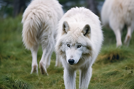 森林的白狼图片