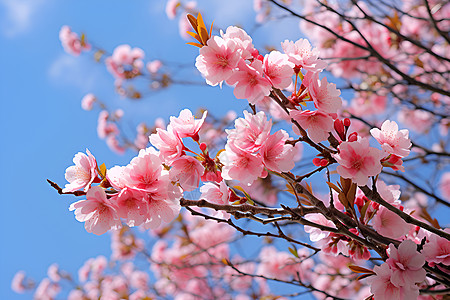 春天樱花樱花盛开背景