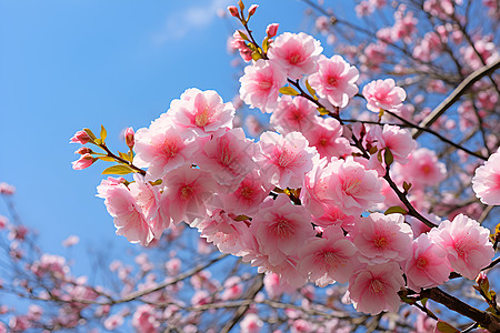 樱花之美济州岛樱花高清图片