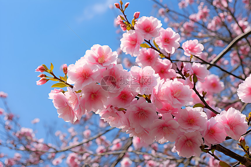 樱花之美图片