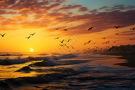 夕阳下一群海鸥背景图片