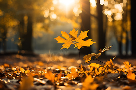 金黄色的秋天背景图片