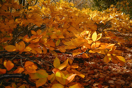 秋天的森林景色背景图片
