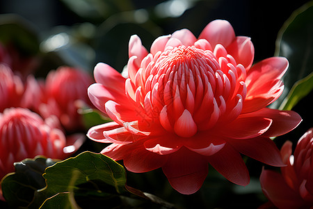 花园里的大粉花背景图片