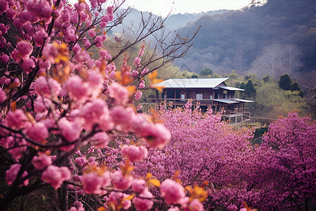 花海中一座房屋图片