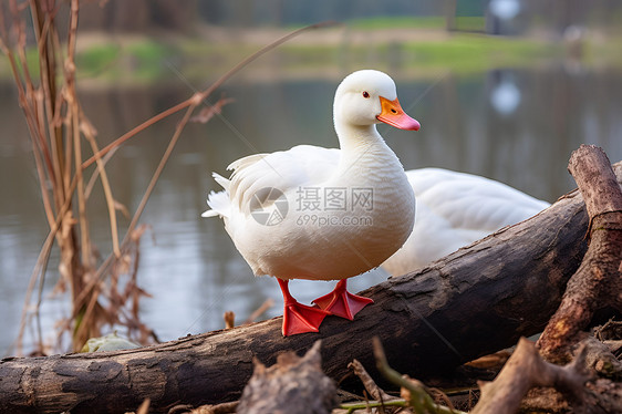 水边红领白鸭图片