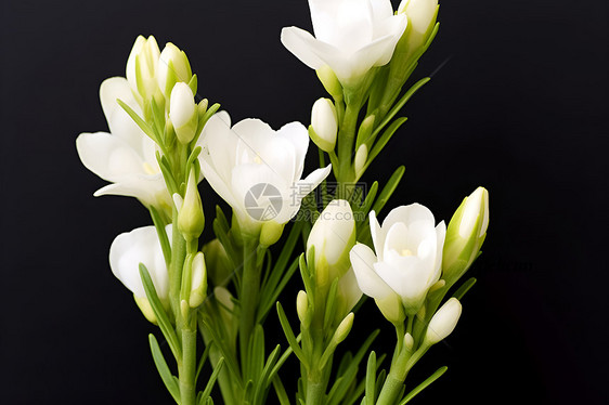 白色的鲜花图片