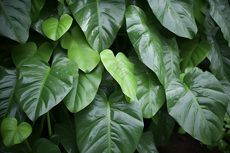 青绿的植物背景图片