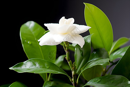 芳香四溢的白色花朵图片