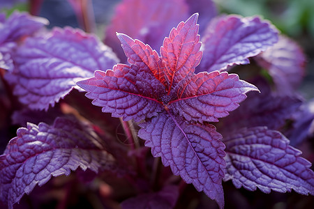 紫叶的植物图片